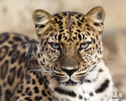 Picture of close up portrait of an Amur leopard making eye contact